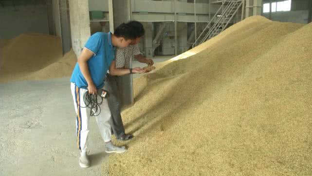 今年早稻收购价格怎样,早稻价格最新行情