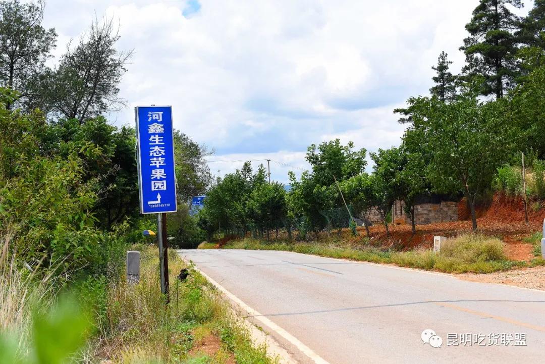 自驾29分钟到，昆明边大片红将军成熟可摘，1口糖心甜蜜又多汁