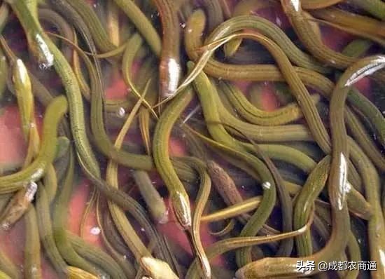 网箱养殖黄鳝最新全套技术,黄鳝大棚鳝巢高密度养殖技术