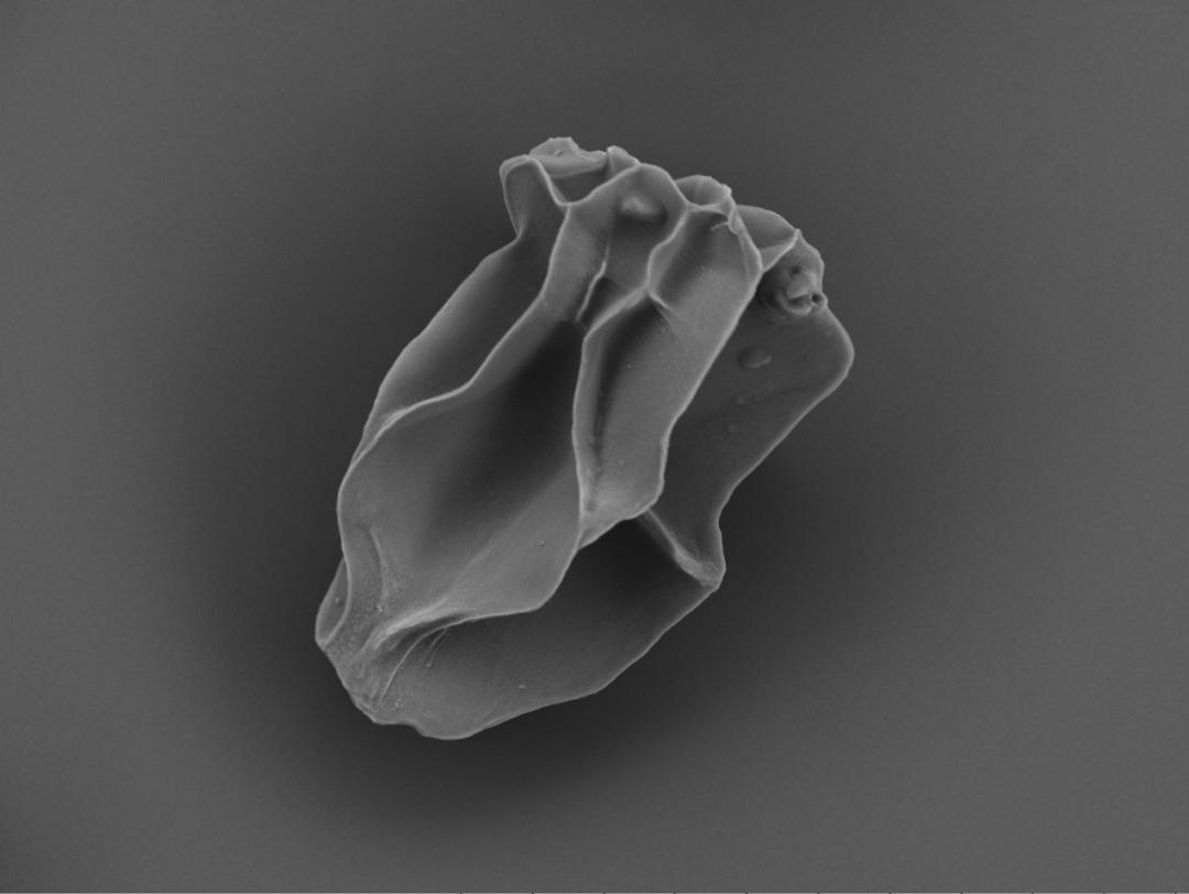 ppt如何对电镜扫描的元素重新着色,ppt怎么给扫描电镜图片排版