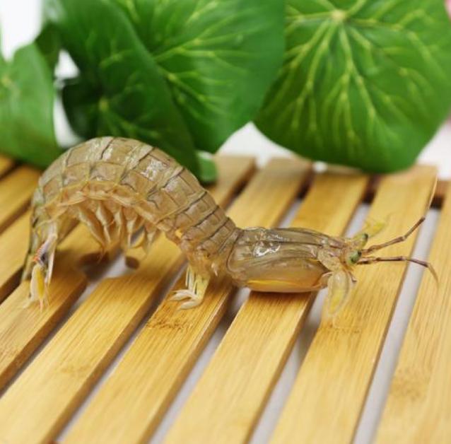 5月封海前，天津的大街小巷，就是皮皮虾大“螃开”的味道