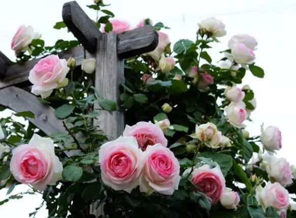 爬藤月季怎么牵引花墙才能开爆花,藤本月季太矮开了很多花怎么牵引