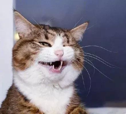 用舌头舔猫会怎样,舔猫头一口会有什么反应