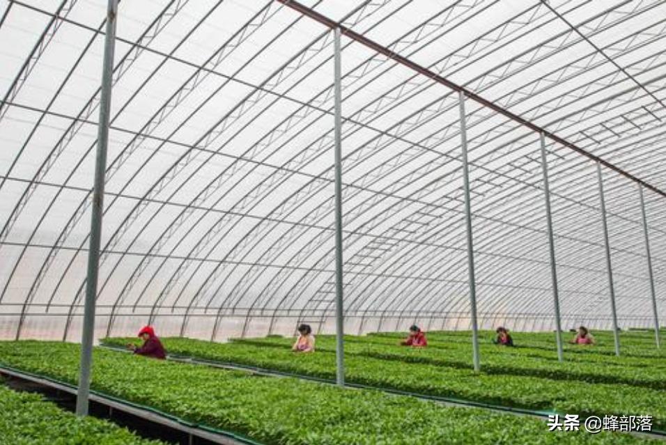 授粉优于中蜂和意蜂的熊蜂，为啥不被养殖户看好？选择还需谨慎