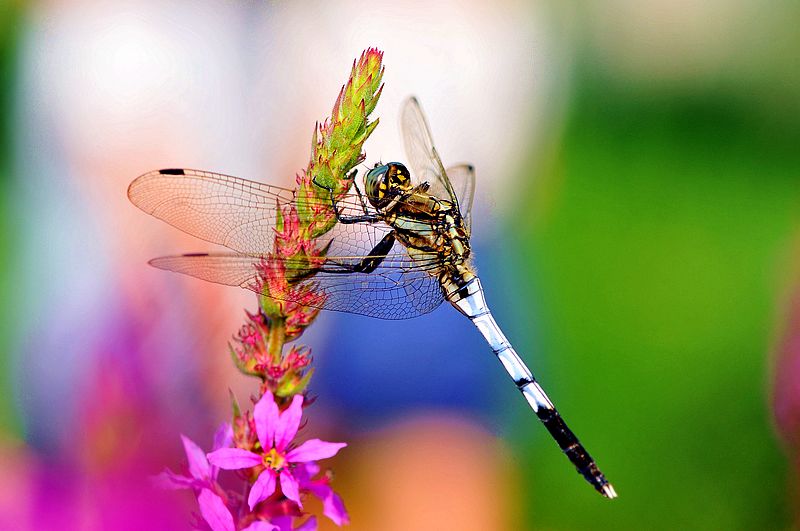 栖息在晚霞中的蜻蜓,栖息在竹林里的蜻蜓
