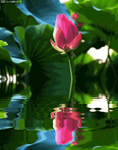 江南可采莲莲叶何田田全诗讲解,有关莲的古诗词大全