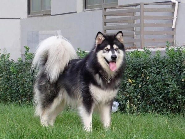 常见狗狗价格排行,狗狗价格以及品种大全