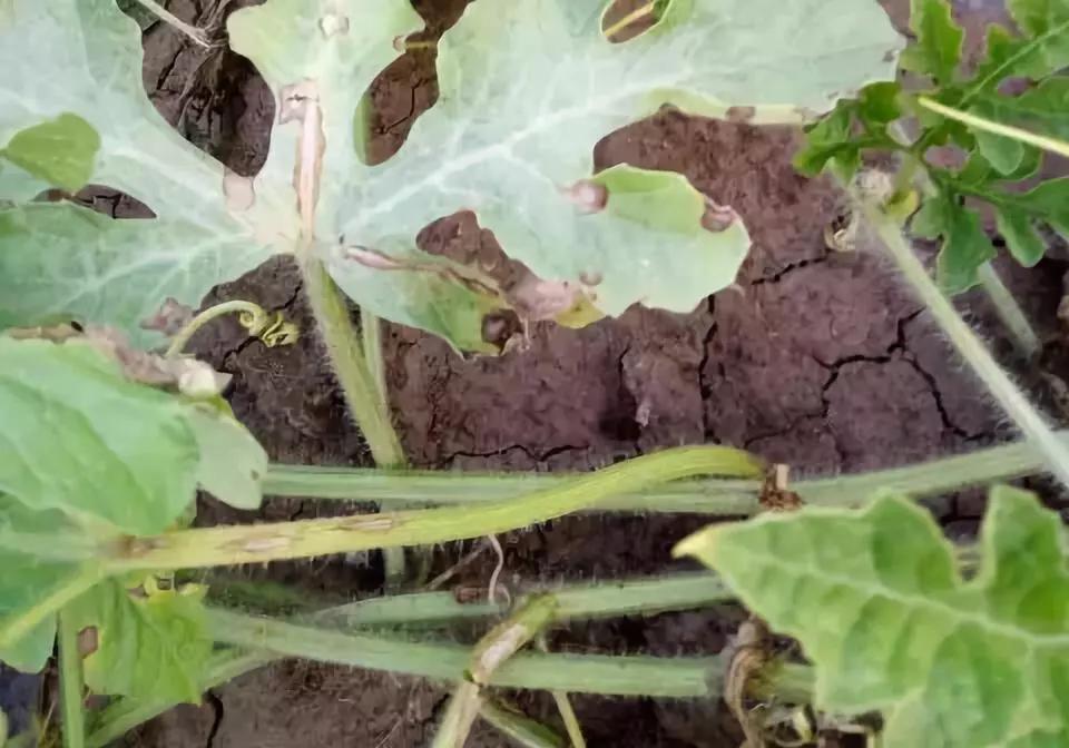 西瓜裂蔓会自愈吗,西瓜裂蔓可以用百菌清灌根吗