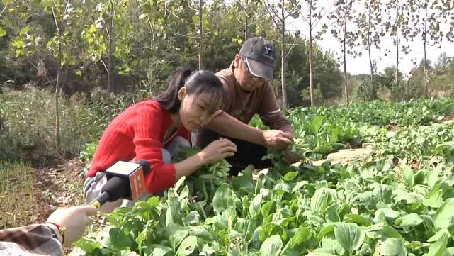 向往的农村生活怎么赚钱,回农村花百万打造向往的生活