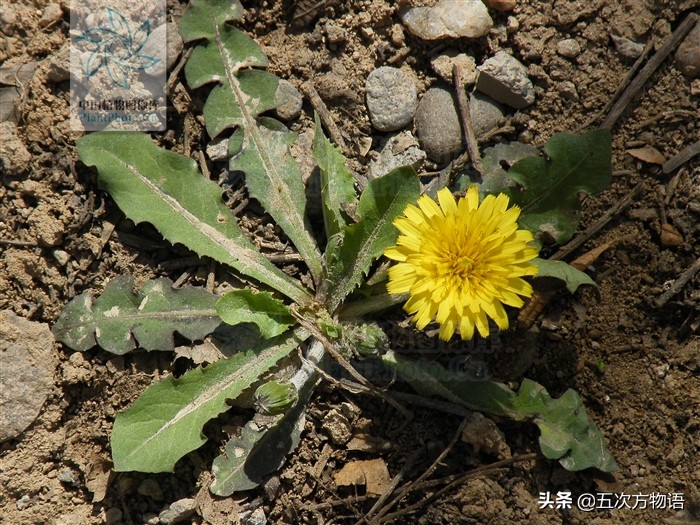 蒲公英泡水喝的利与弊你了解多少,关于蒲公英的知识科普