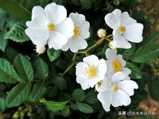 买月季还被骗？教你远离月季网购陷阱，辨别真伪拒绝蔷薇小白花