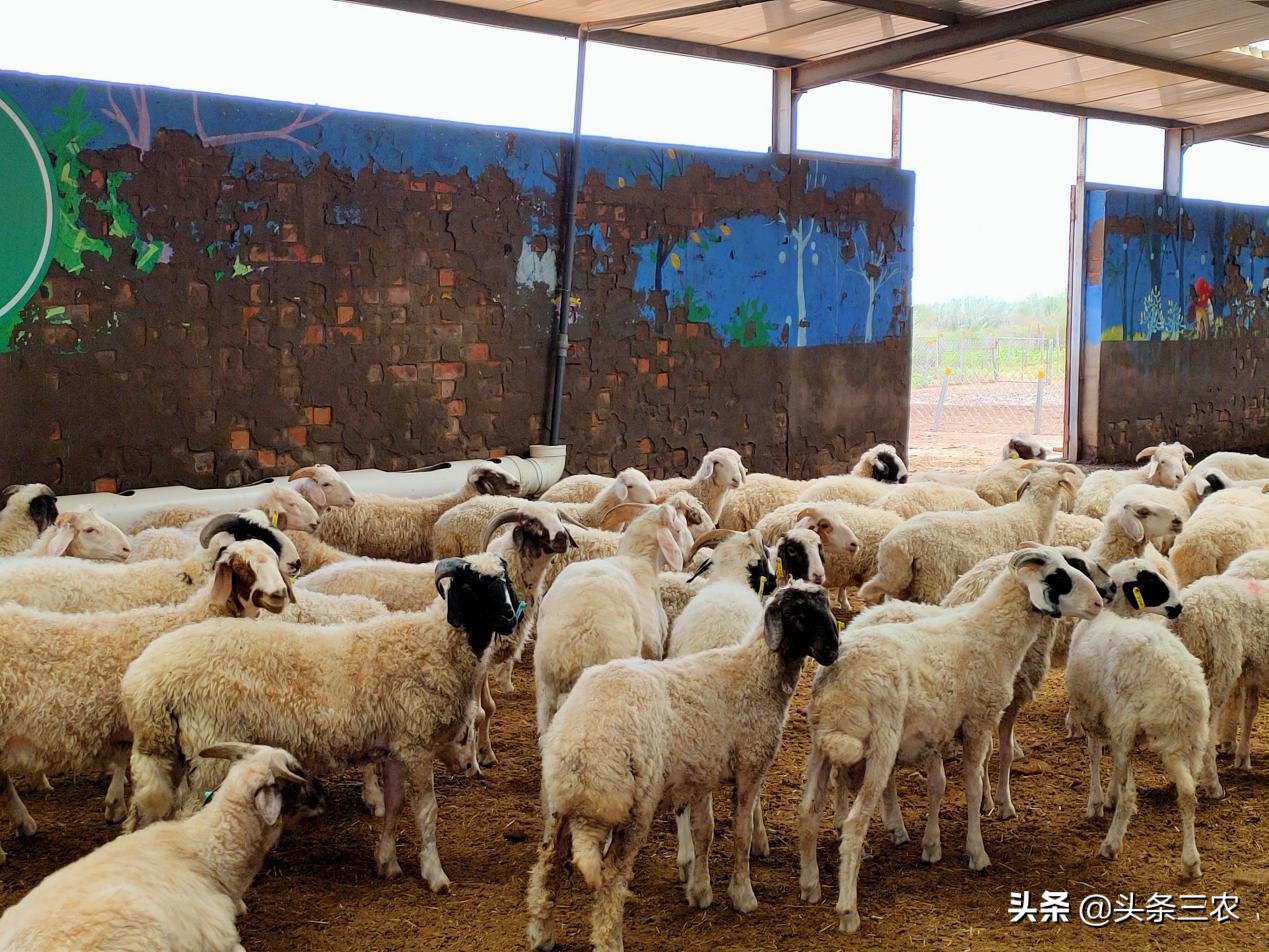 风物中华大好河山,滩羊之乡风物盐池