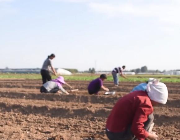 大蒜增产项目,大蒜增产小窍门