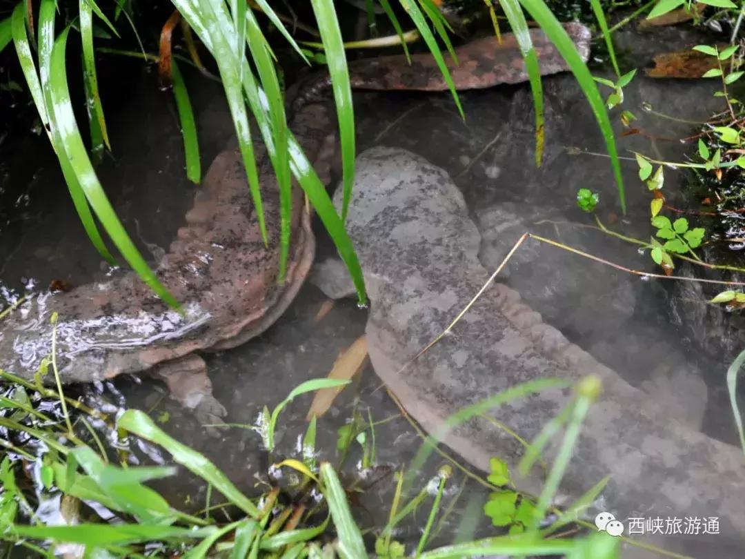 西峡龙潭沟娃娃鱼,西峡哪里做娃娃鱼好吃