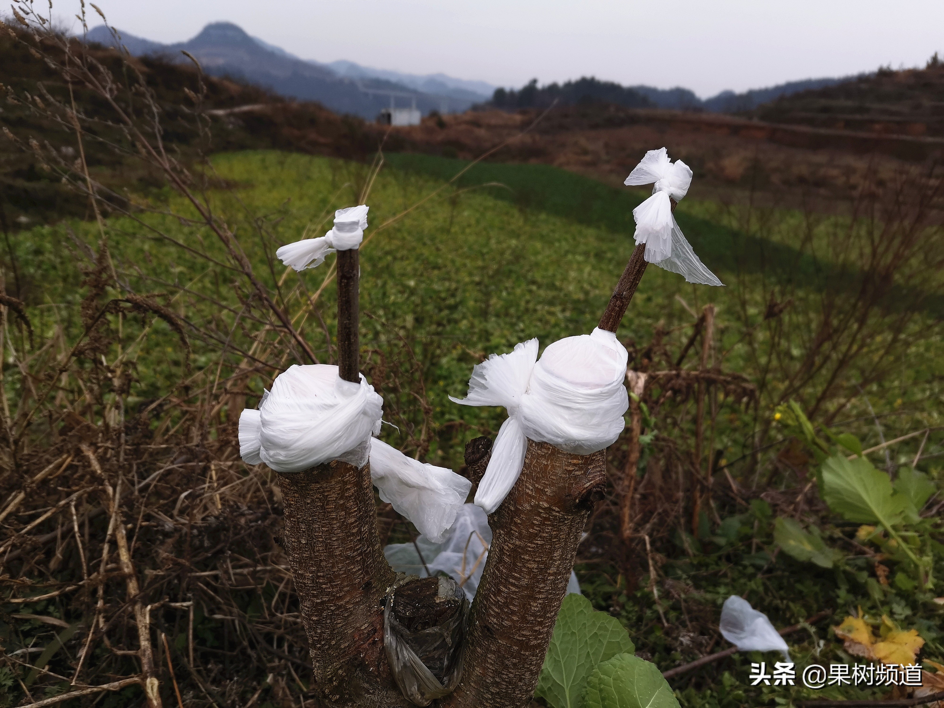 李子嫁接成活要不要修枝,村民种植果树亏本