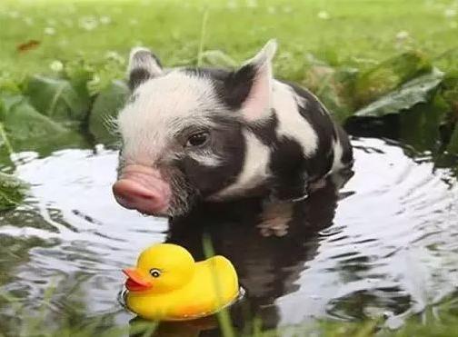 夏季酷暑难耐生猪不吃食怎么办？有哪些办法可以预防中暑呢？