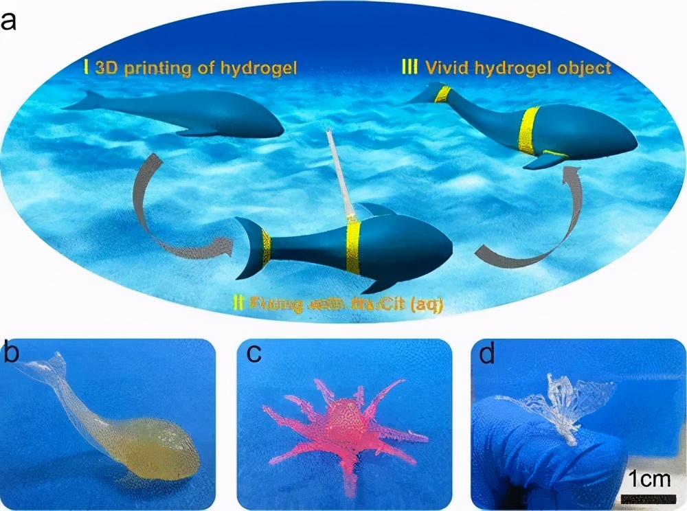 王晓龙/周峰《材料化学》3D打印超强韧性双物理交联壳聚糖凝胶