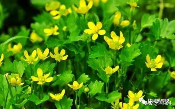 送往班车上的野菜「闰土」