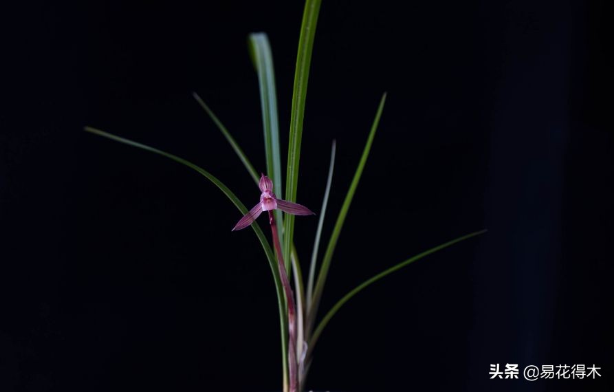 春兰春剑送春莲瓣兰蕙兰怎么分别,蕙兰春兰春剑莲瓣兰对光照的要求