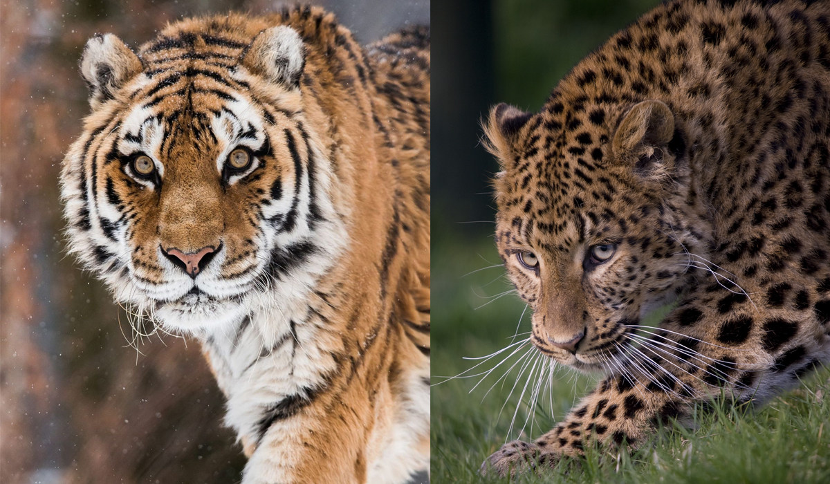 虎豹进化史,中国虎豹现状