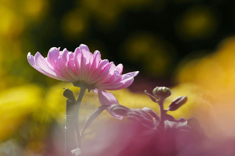 清明过后天空就明净了,今日清明万物生长清洁明净