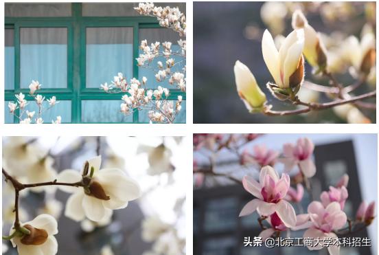 北京大学高颜值学霸,中国十大景色最美的大学