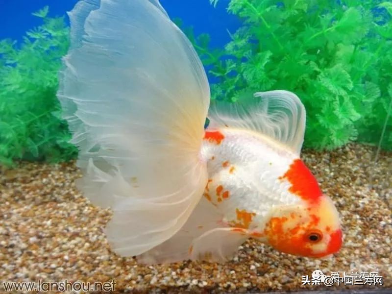 那些企图拿尾巴征服世界的金鱼们