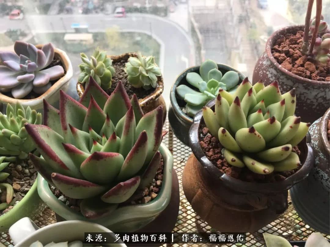 买买买，千里迢迢来相见，新的多肉成员来啦！