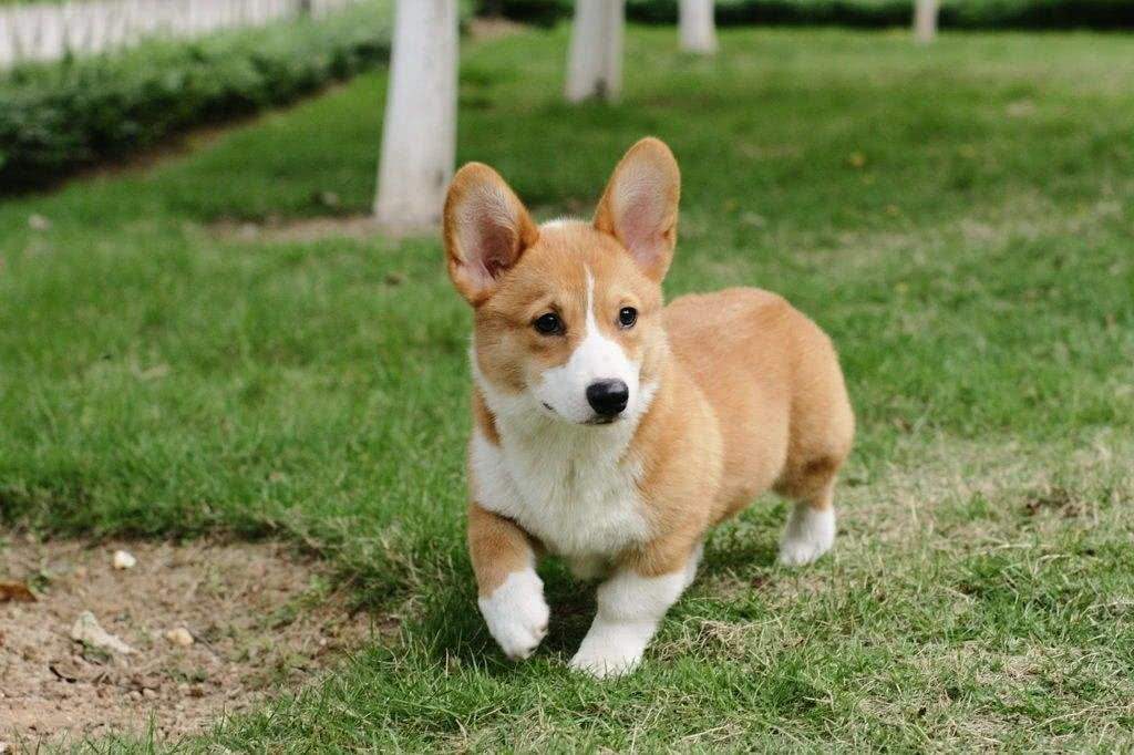 柯基犬天资聪颖看着很可爱,柯基犬精力旺盛活泼又可爱