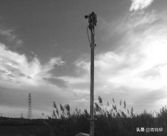 山东智慧农业发展前景,大棚桃树经济效益怎么样