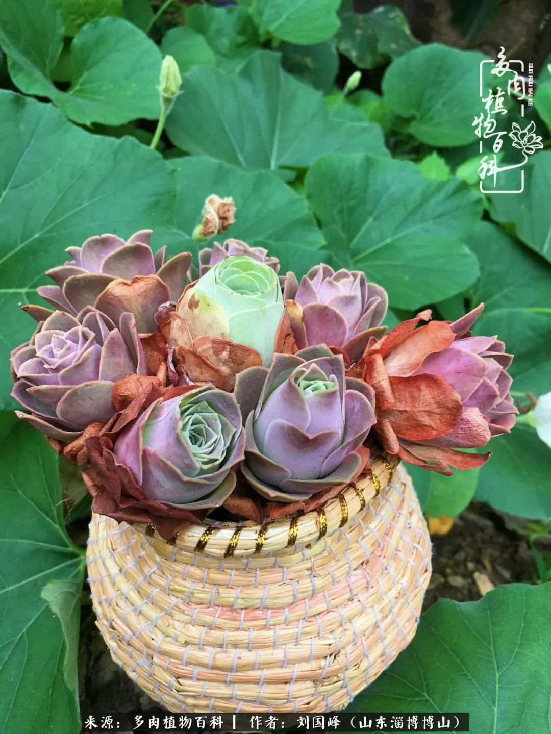 多肉植物大王叫我来巡山,大王叫我来巡山绿植