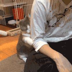 摸猫咪的时候它一直哼哼,要摸猫咪的时候猫咪老是躲怎么办