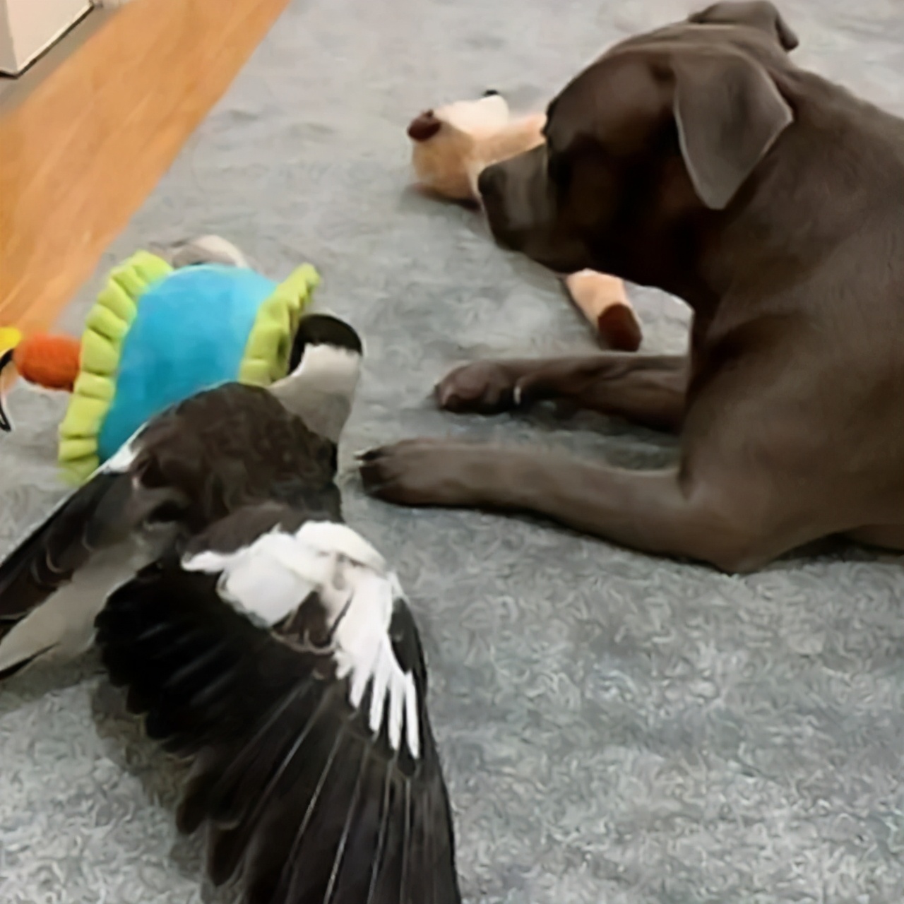 主人救了一只小狗,狗狗怀孕但是它有奶是不是难产