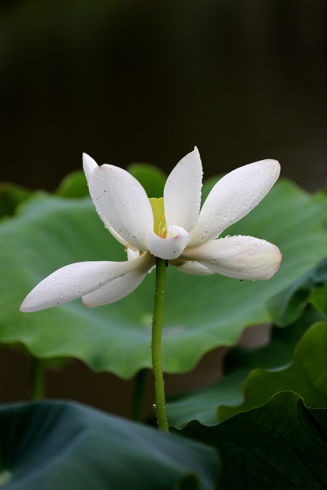 荷花朵朵；青山吹奏-《绿岛小夜曲》「F调」半音阶口琴演奏