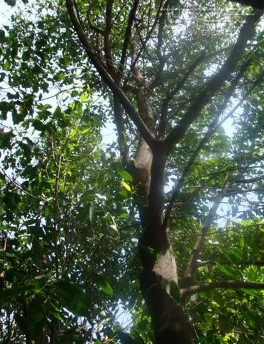 酸枝木是什么树的木材,酸枝木是什么树叶子