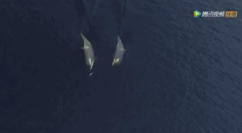 炸裂9.9,BBC再出神片,美得让人脸红