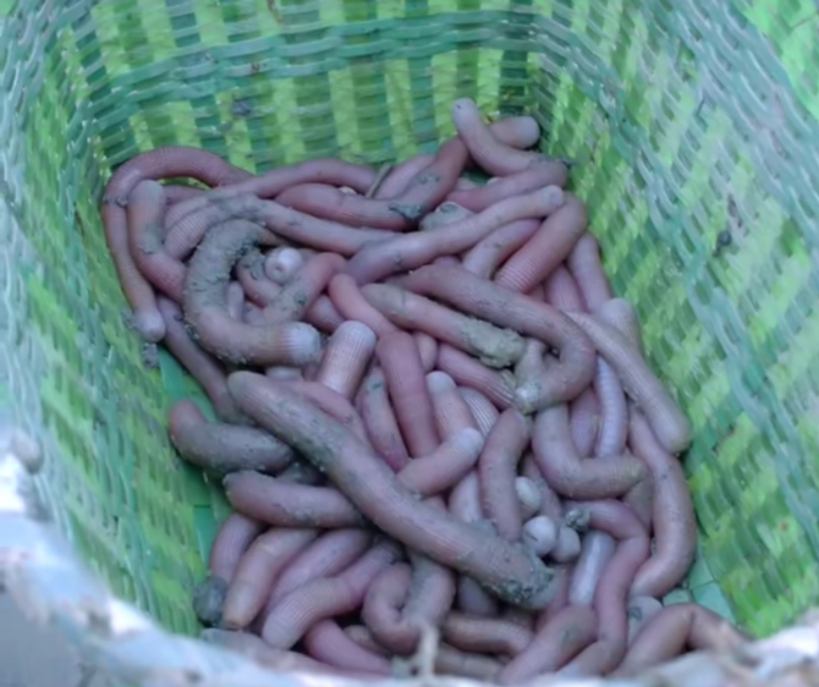 有关虫子的特色美食,美食虫子视频大全