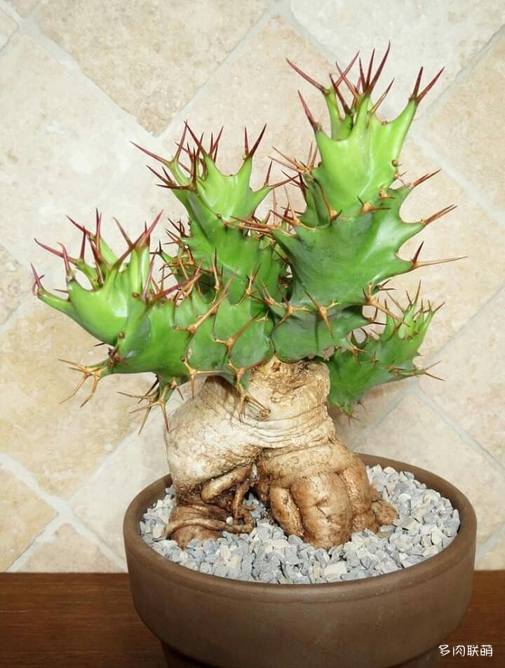 多肉奇趣麒麟好养吗,多肉植物奇葩有趣