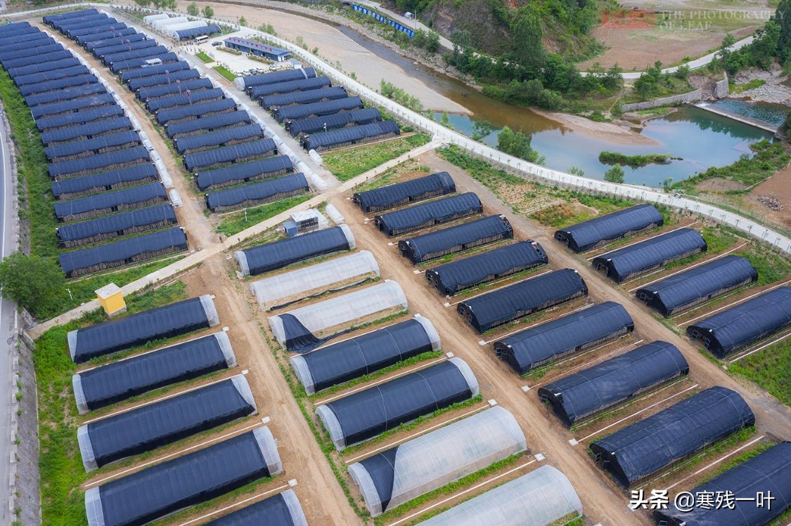 纯天然的野生木耳生长过程,山里采的野生木耳一斤多少钱