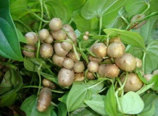 山药浅生种植槽种植技术,山药是起垄种植还是平地种植