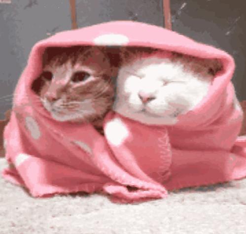 猫咪受凉感冒了怎么给它保暖,天凉了猫咪也怕冷了