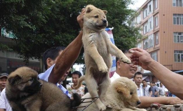 土狗怎么挑选狗王,六个小土狗如何挑狗王