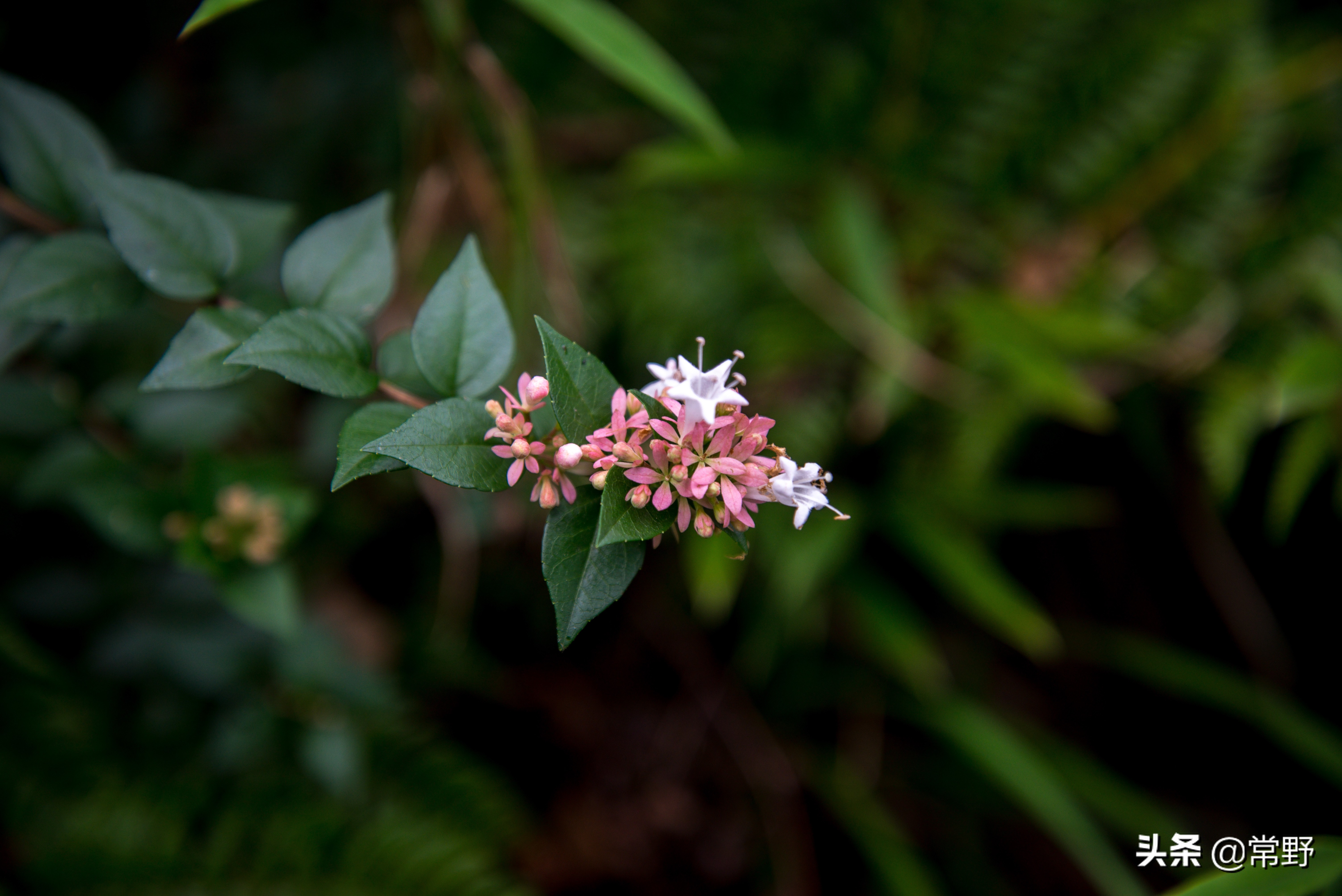 长沙谷山为什么叫谷山,长沙郊野公园