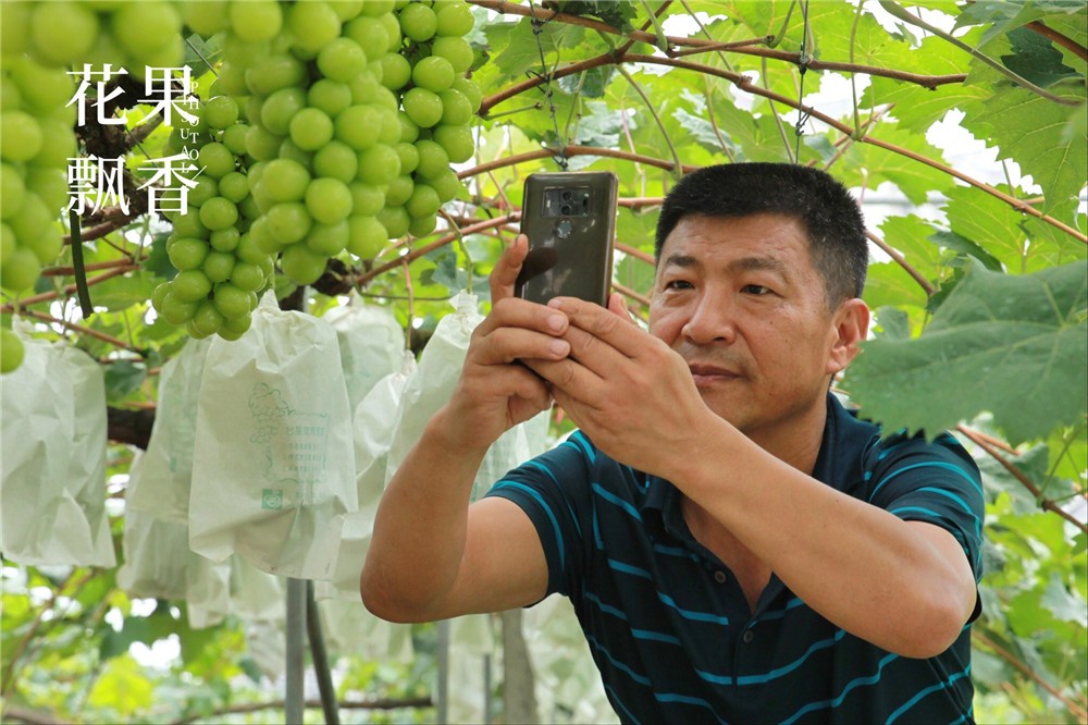 吴小平有机阳光玫瑰葡萄,吴小平的葡萄熟了