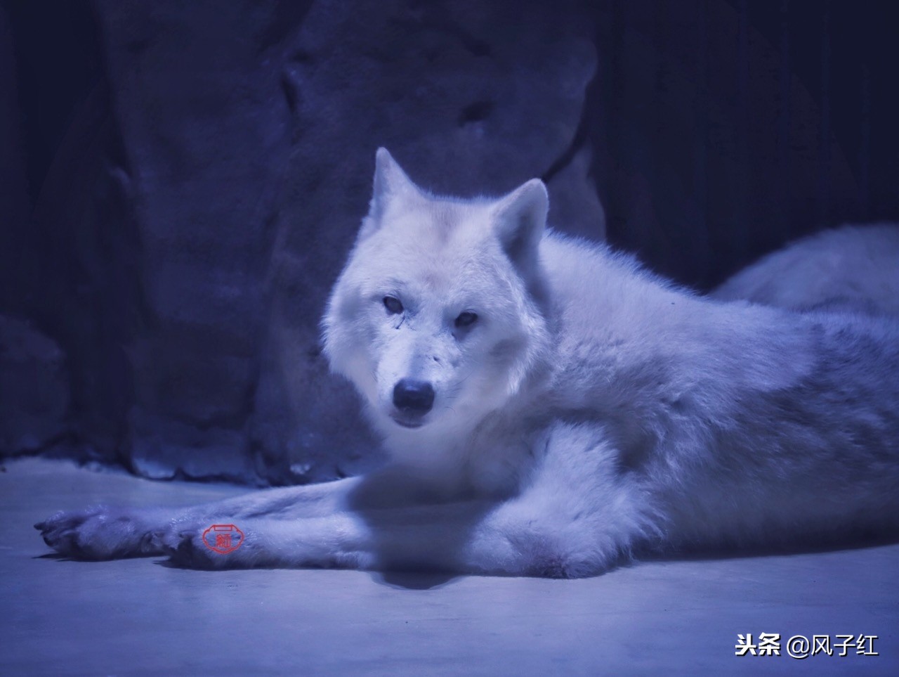 上海新地标丨海昌海洋公园一日游园玩法攻略