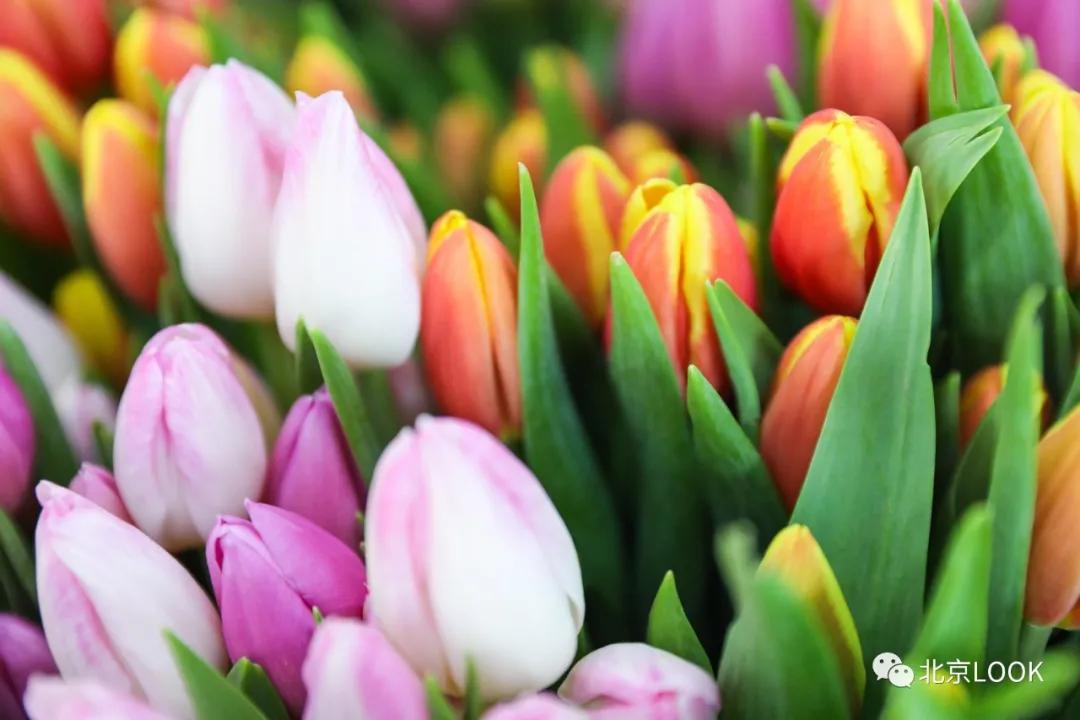 最便宜的北京花市,北京超好逛的花市