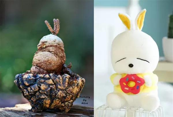 43岁大叔六年养多肉,大叔养各种各样的多肉