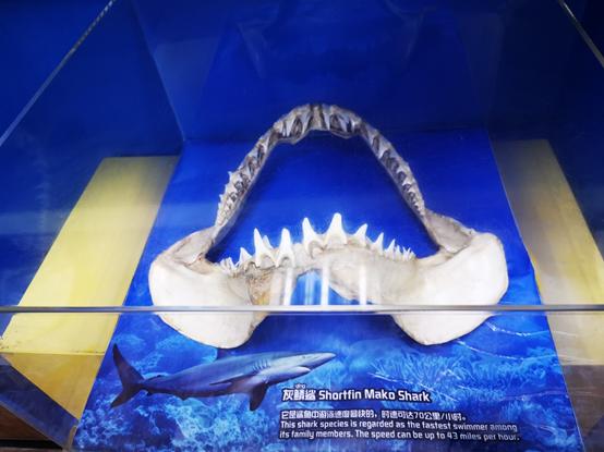 长隆度假区真实测评,长隆测试