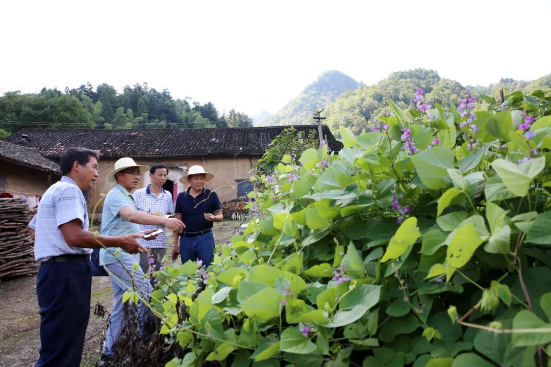 安徽发现的野韭菜,安徽发现野韭菜
