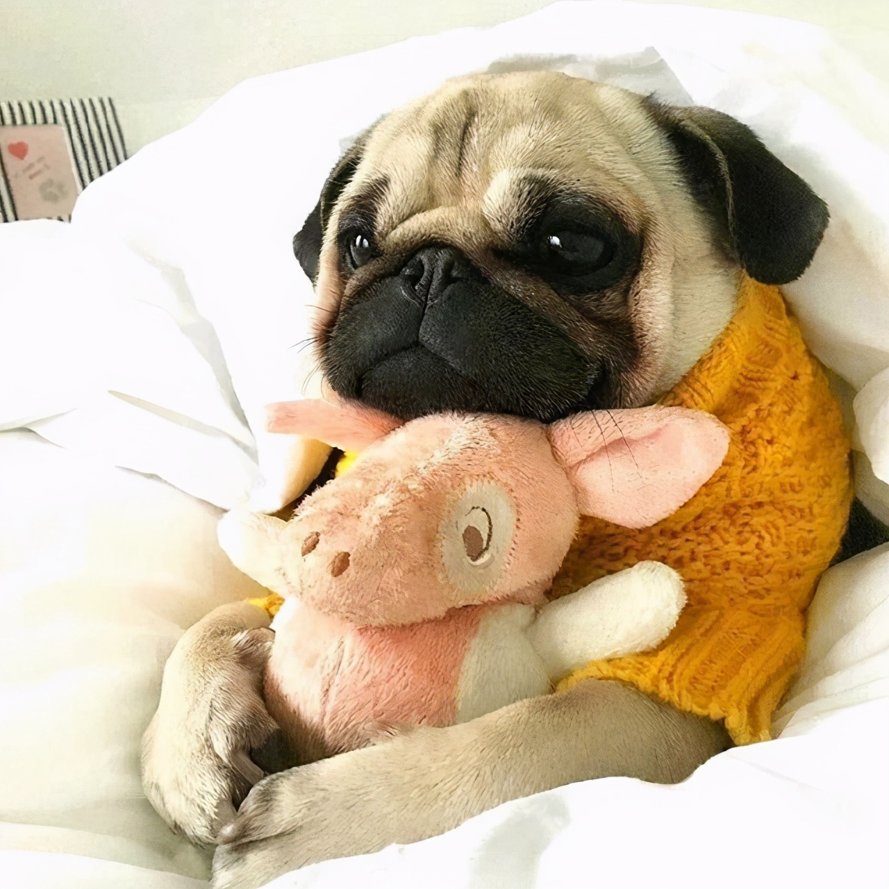 巴哥犬训练装死视频,巴哥犬怎么训练教程